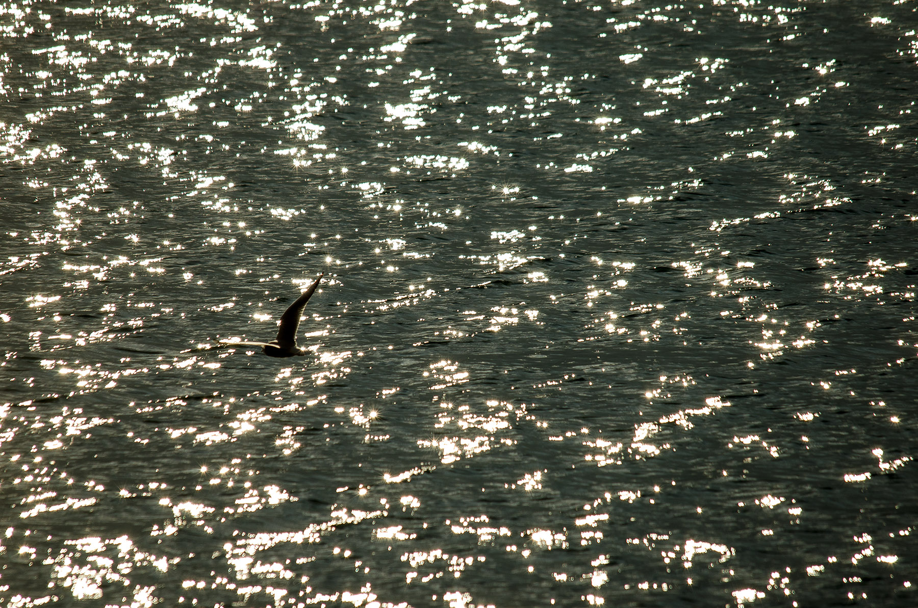 Volando fra le stelle