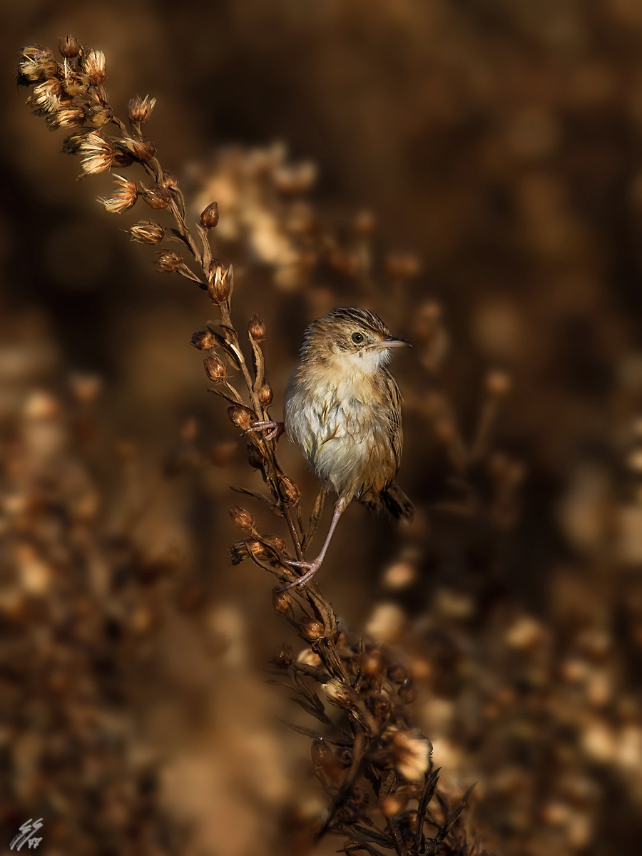 ..beccamoschino all'alba..