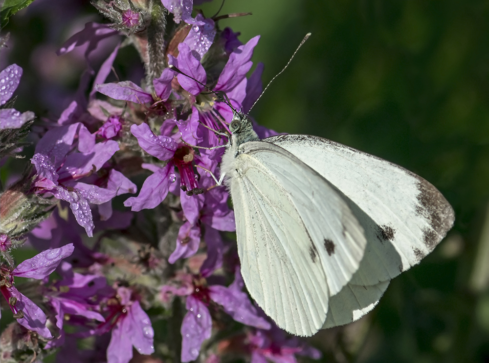 Pieris brassicae