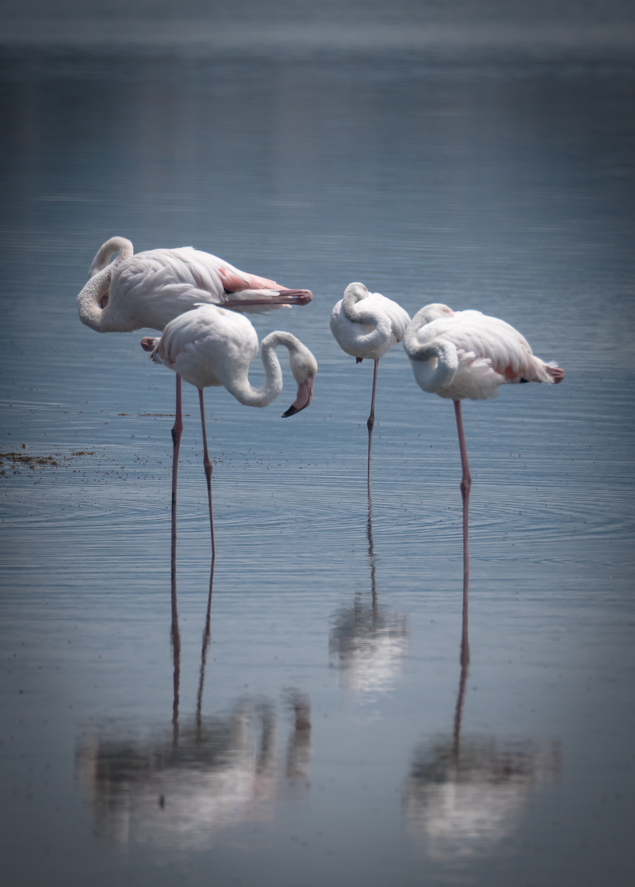 Sogno di una notte di mezza estate