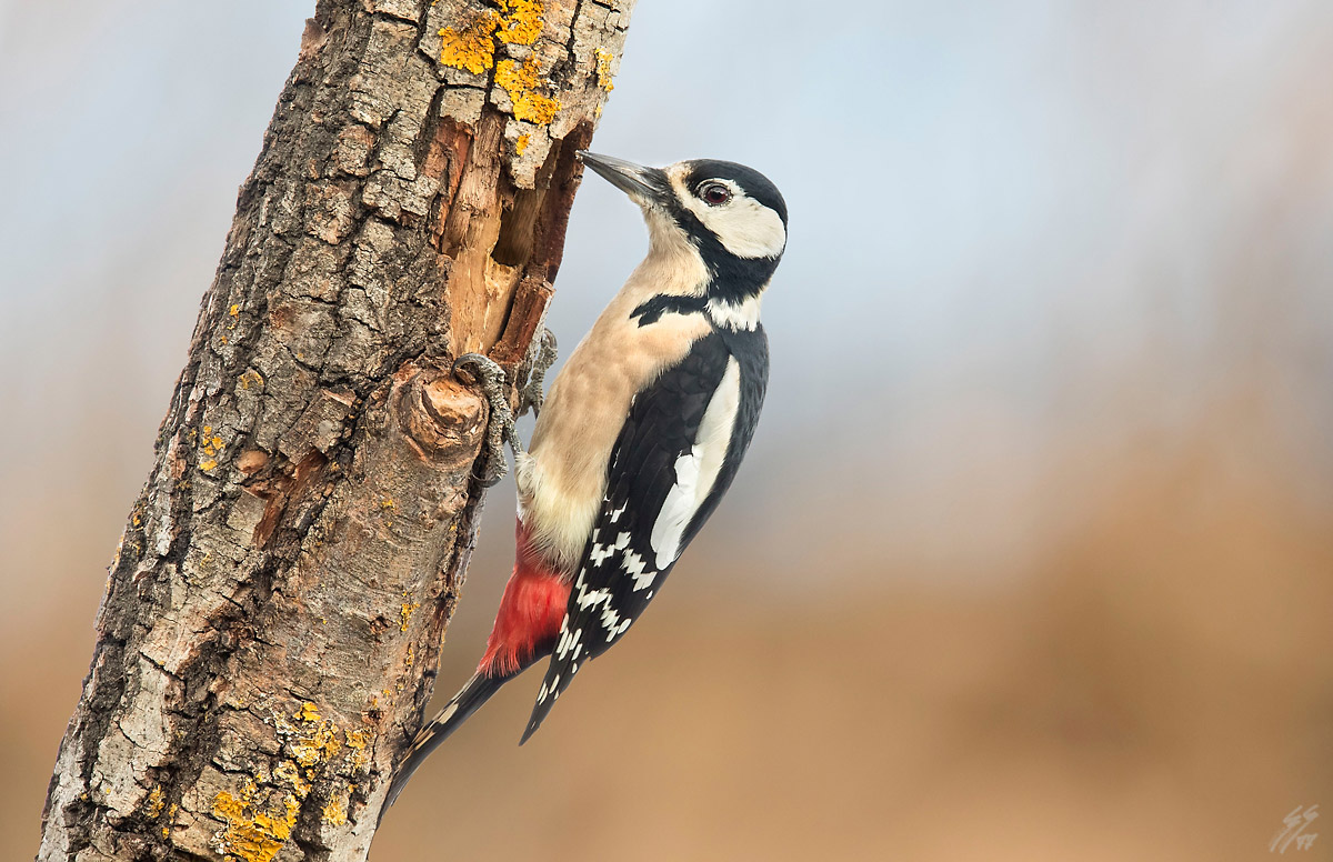 ..picchio rosso femmina..