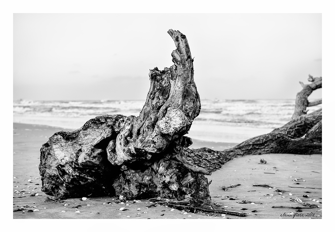 Mare d'inverno: unicorno