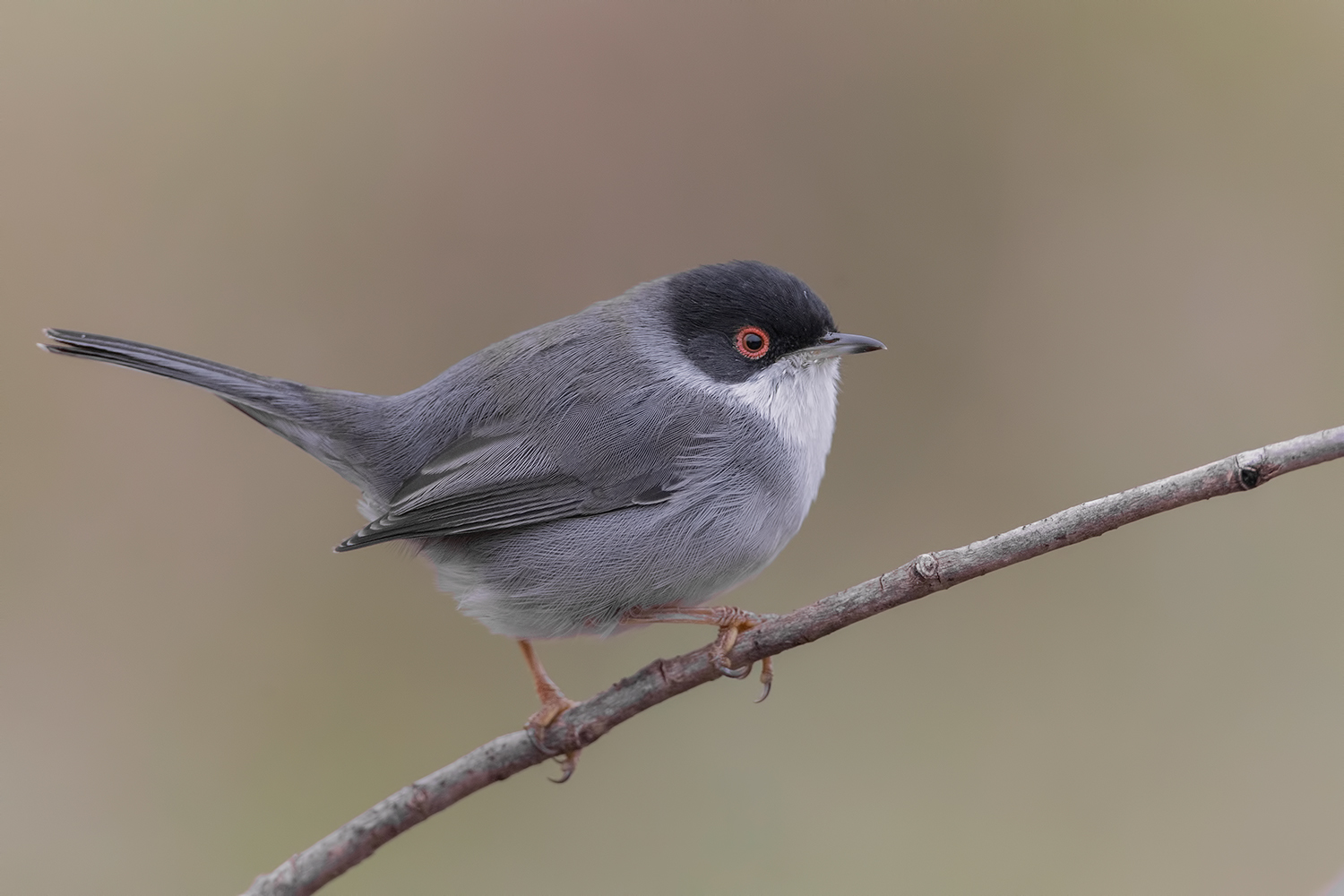 fresco fresco di giornata.....uggiosa...