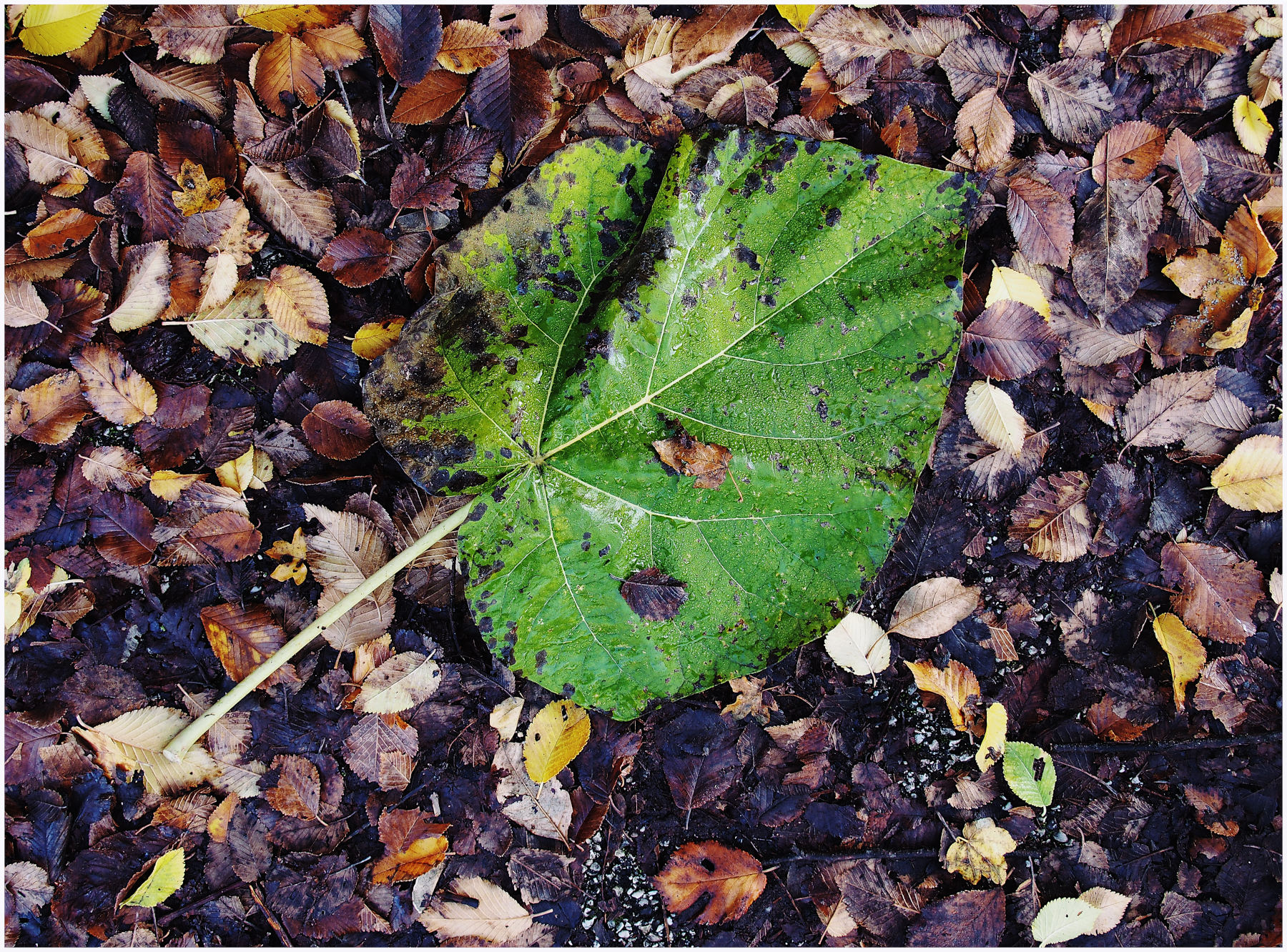 La foglia pi� grande