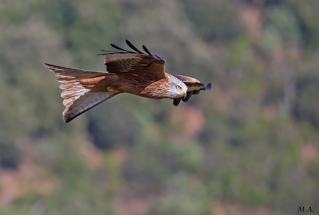 Nibbio reale in volo