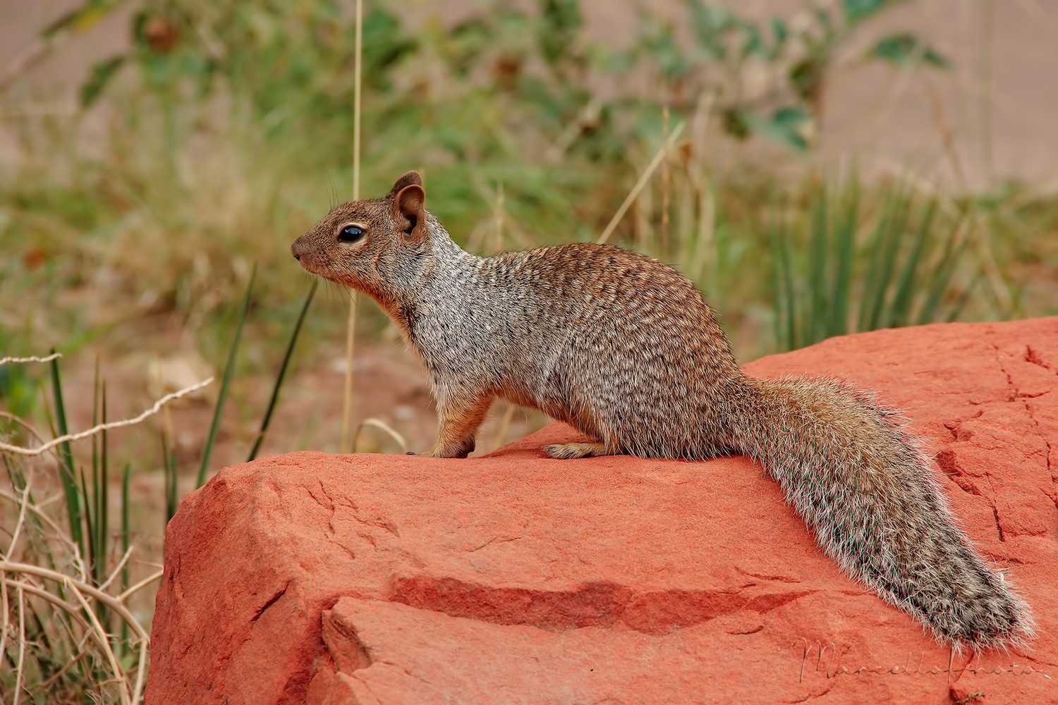 Scoiattolo terricolo (Spermophilus variegatus) sulle rosse rocce dello Zion National Park
