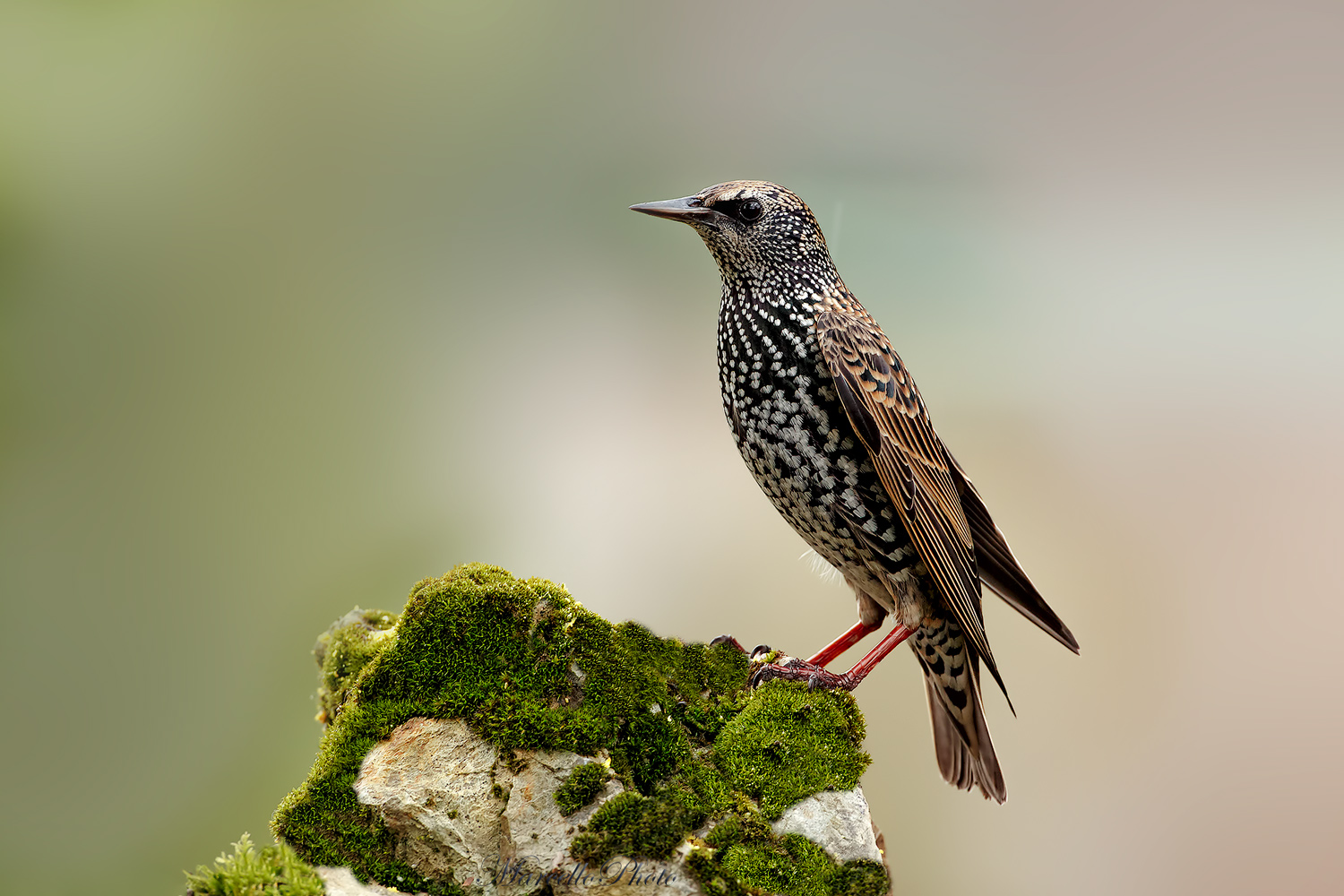 Storno....la prima goccia dietro al collo, poi il diluvio!