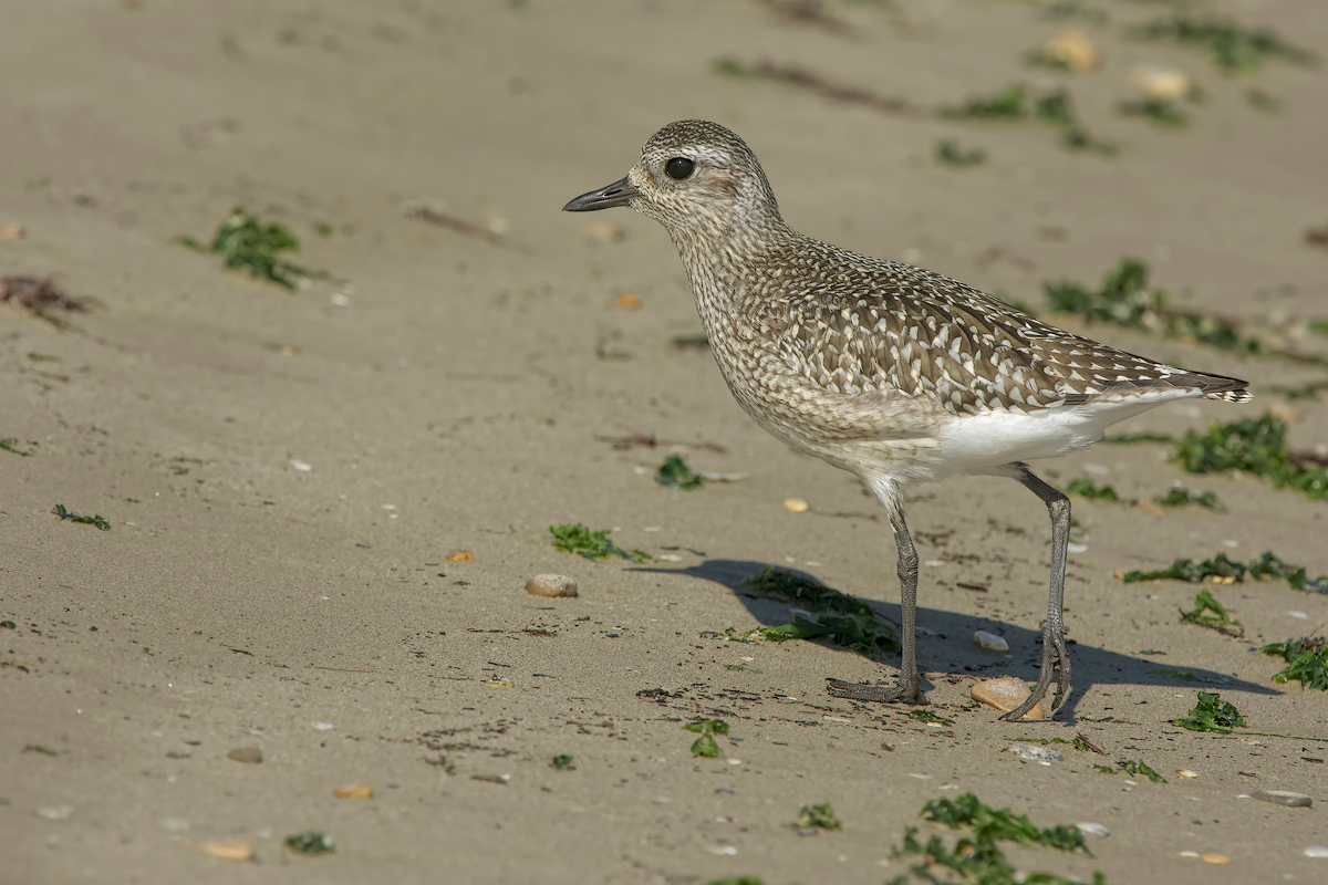 Pivieressa (Pluvialis squatarola)