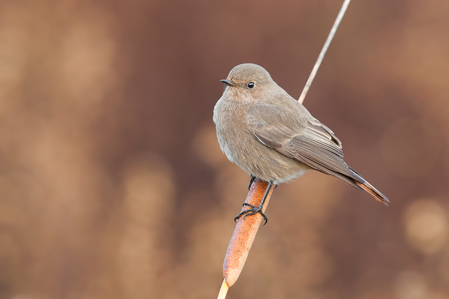 Codirosso Spazzacamino F.