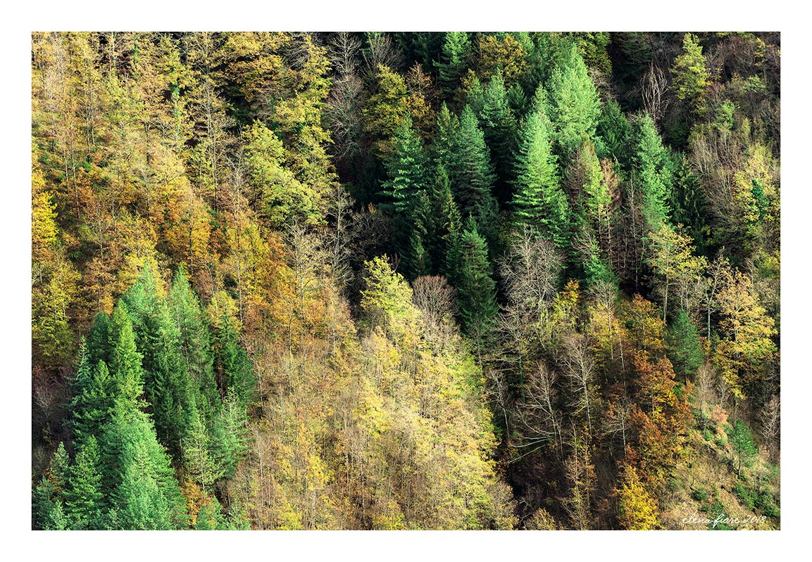 ed � ancora.....autunno