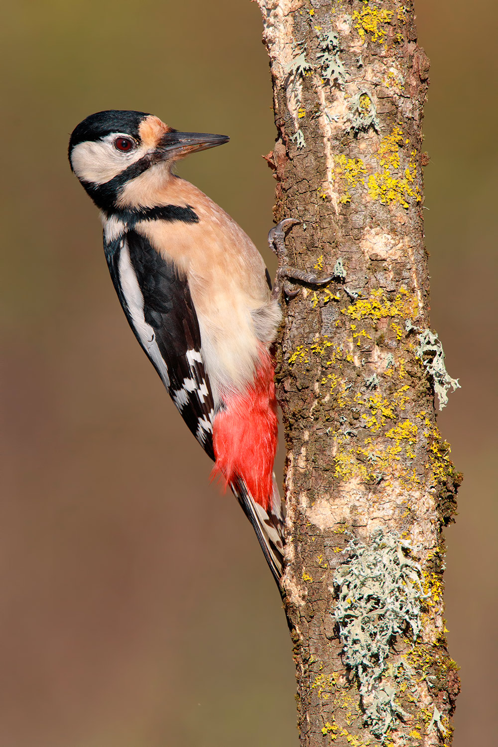 la sorella maggiore...