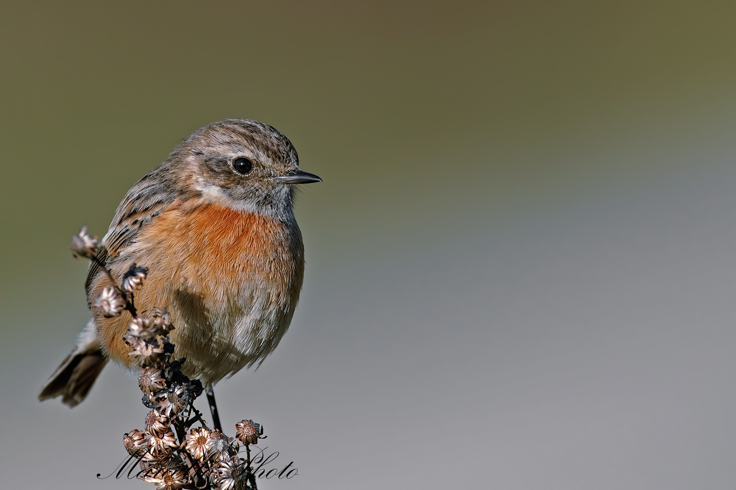 Saltimpalo femmina in buona luce.