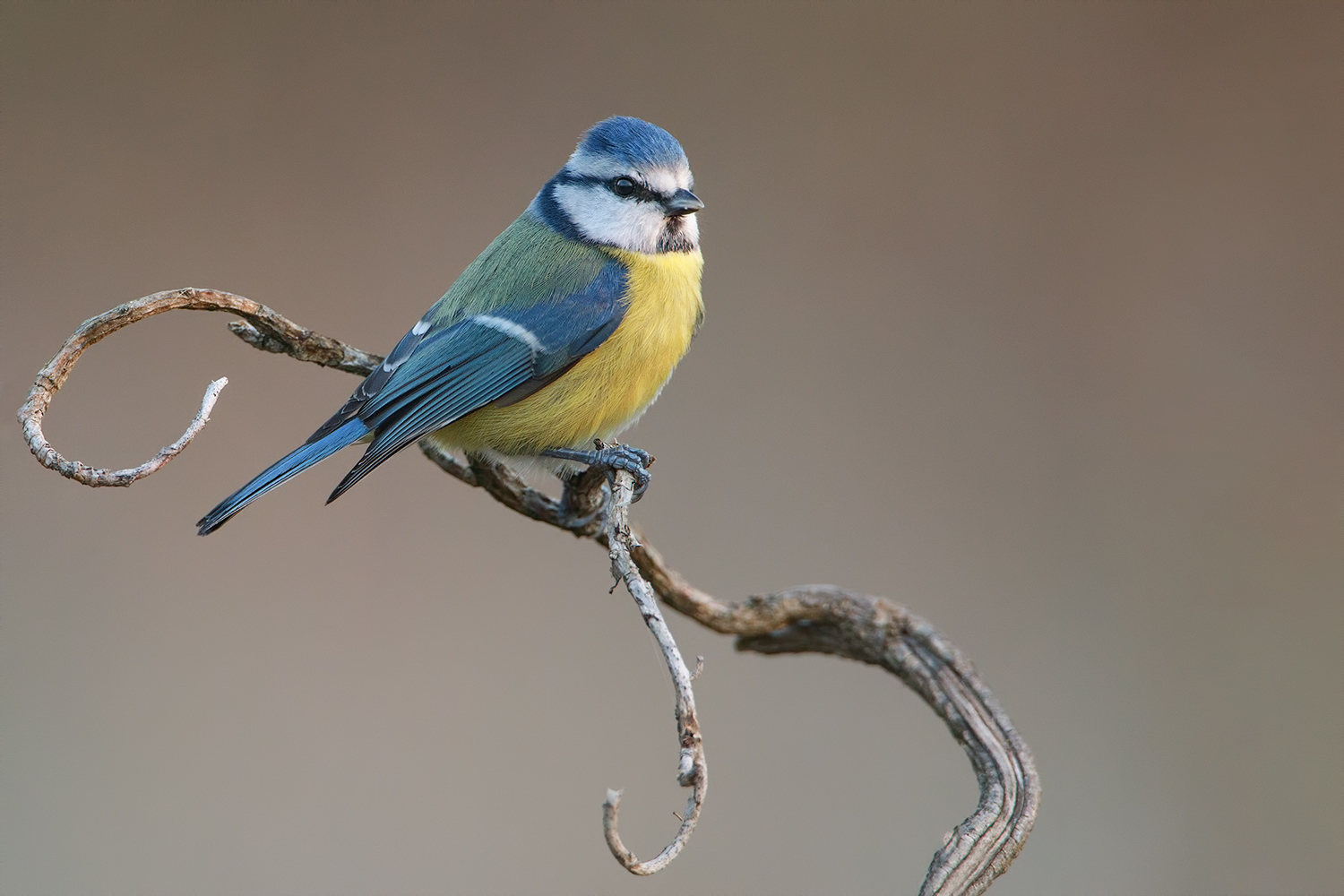 cinciarella di luna...