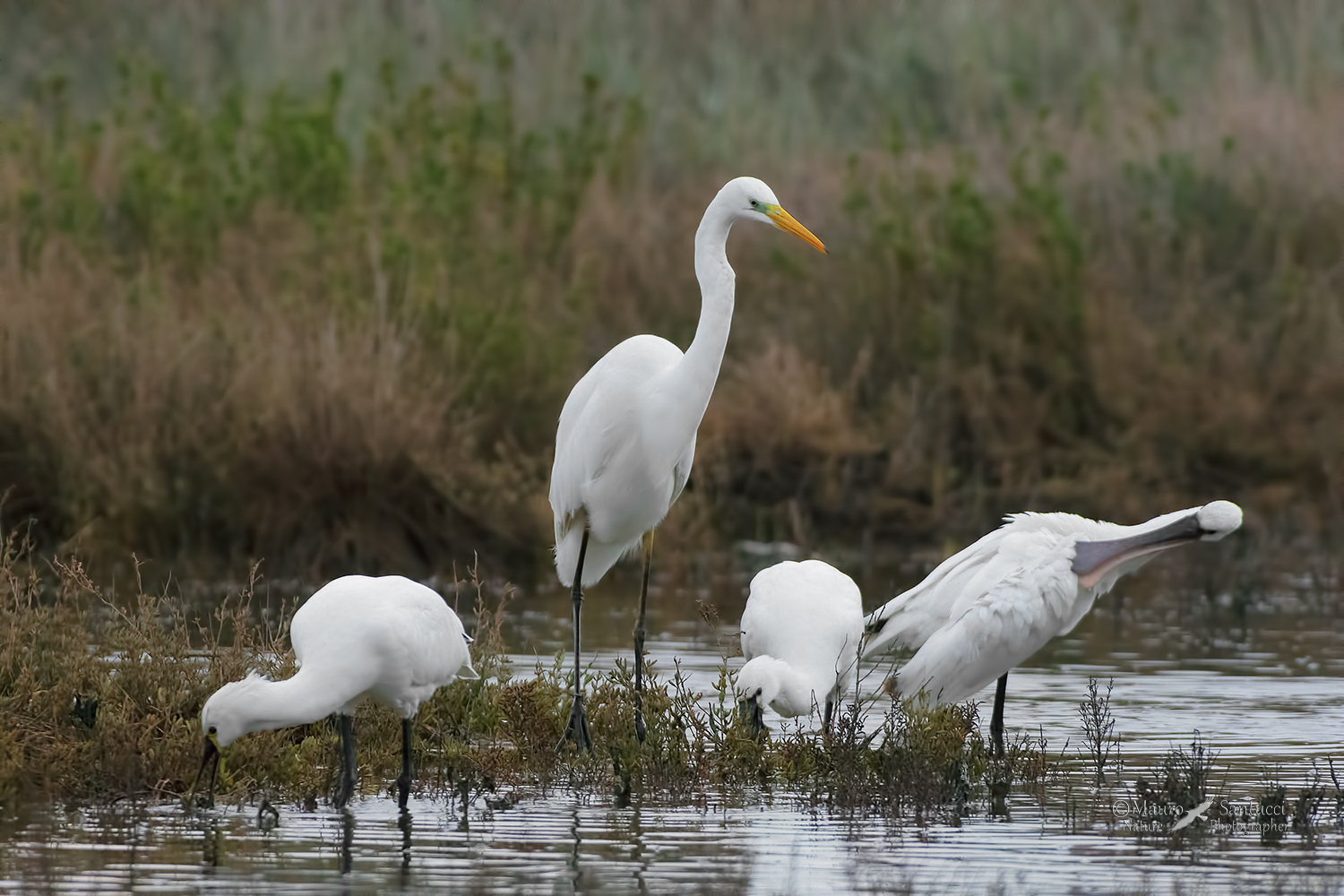 Il-Maggiore-al-centro-della-scena