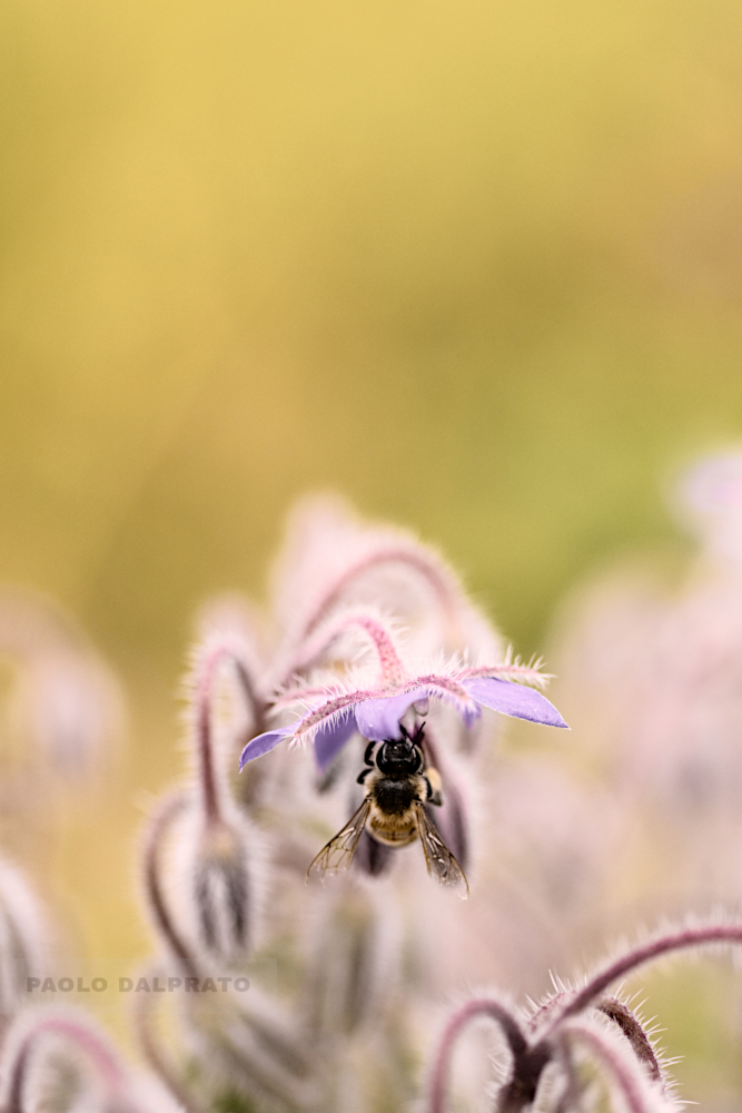 Non faccio foto di fiori