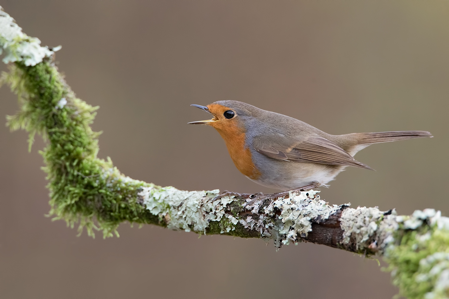 l'urlo di robin hood..