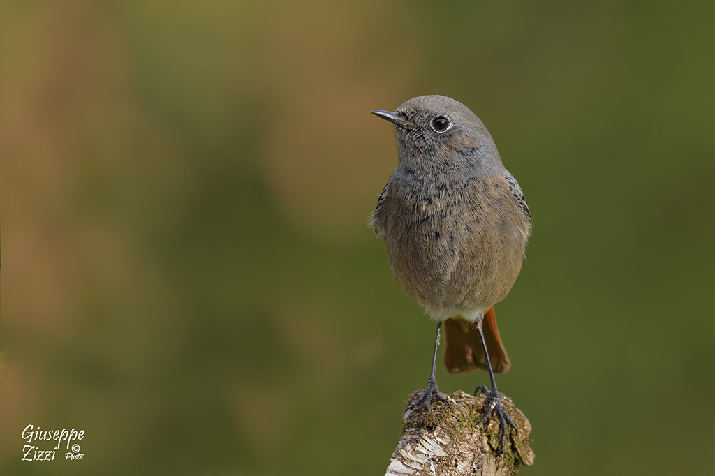 Codirosso spazzacamino