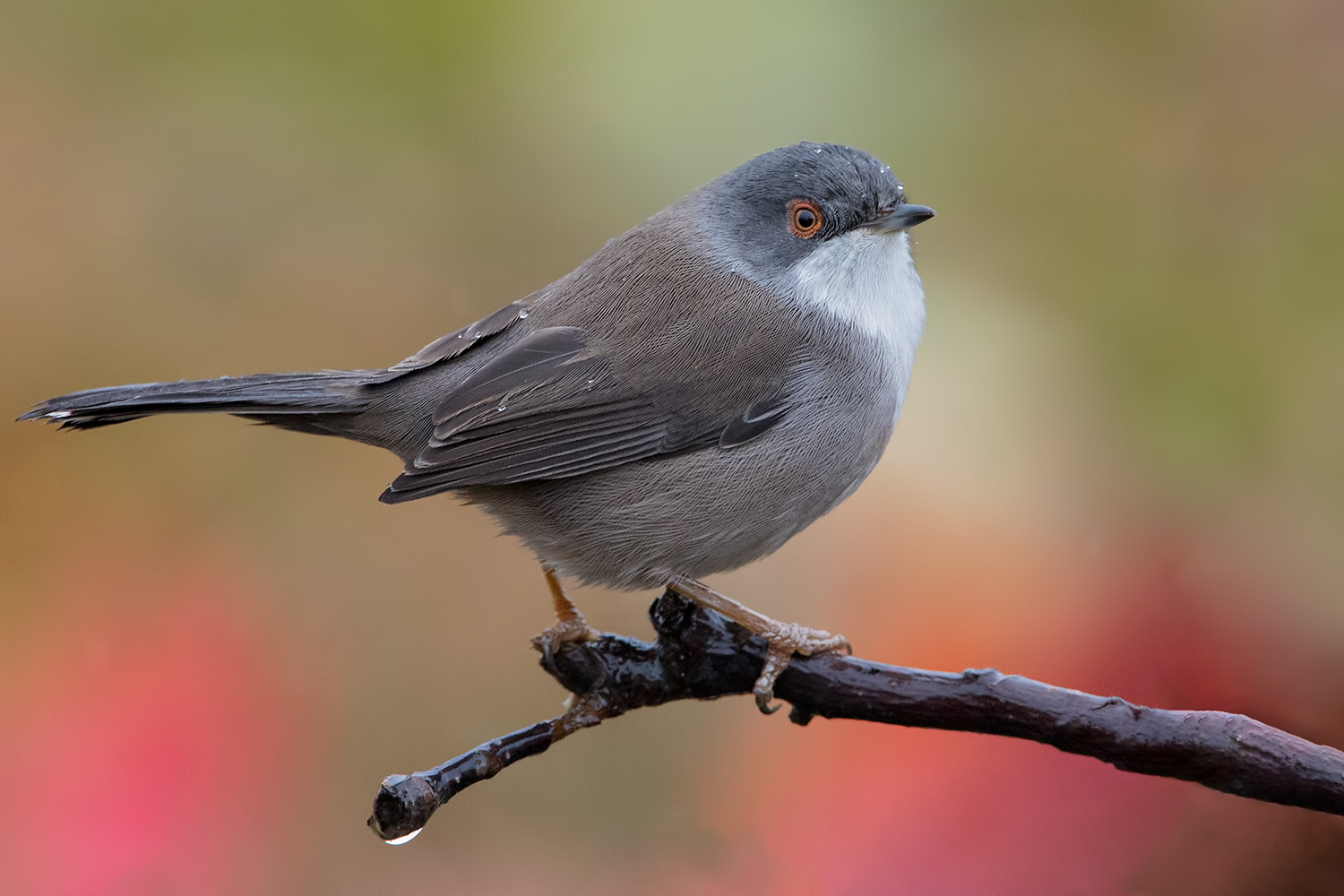 la signora in rosa...