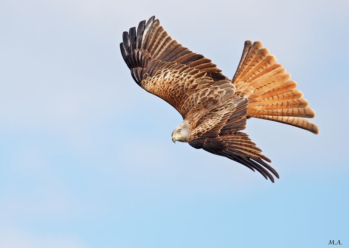I colori del nibbio reale