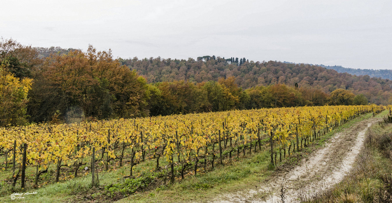 La stradina nei Vigneti...