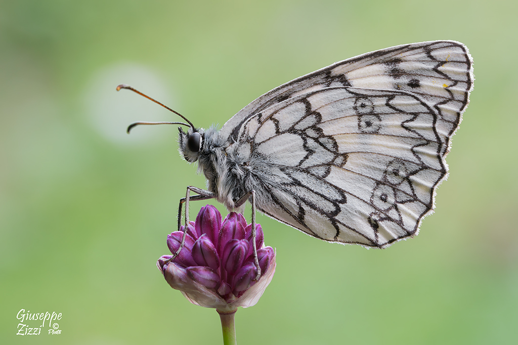 Melanargia russiae