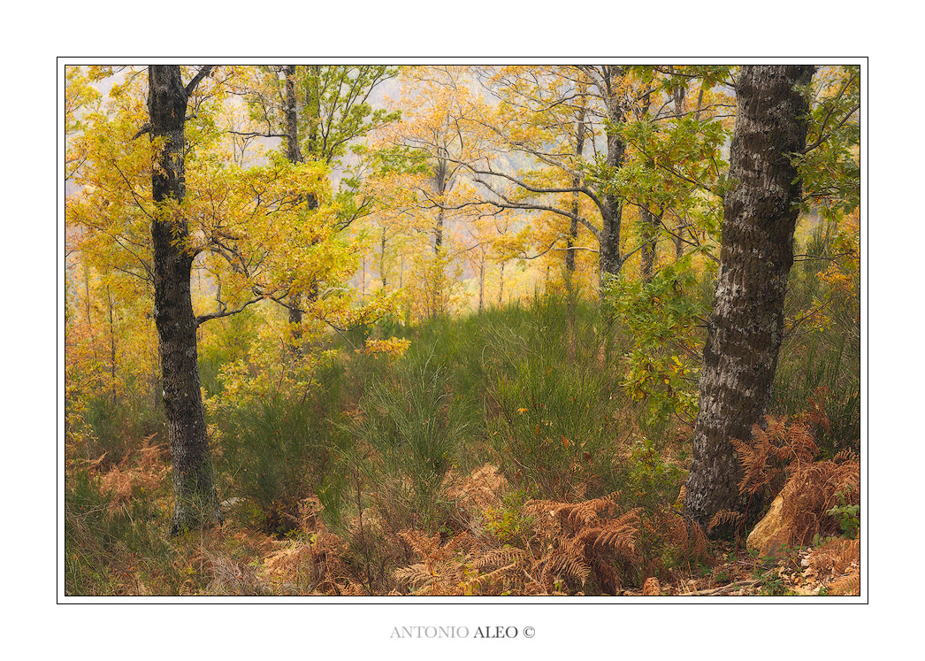 Towards the Valhalla