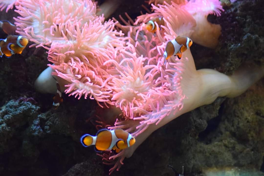 Anemone e pesci pagliacci