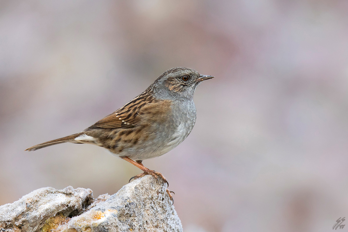 ..passera scopaiola..