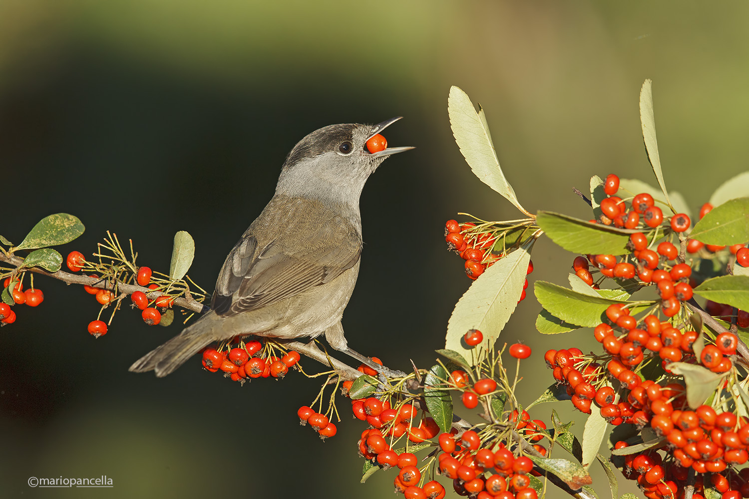 Capinera su Pyracantha