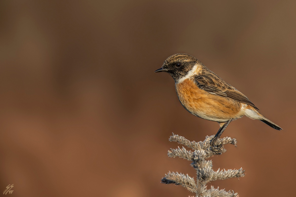 ..saltimpalo maschio..