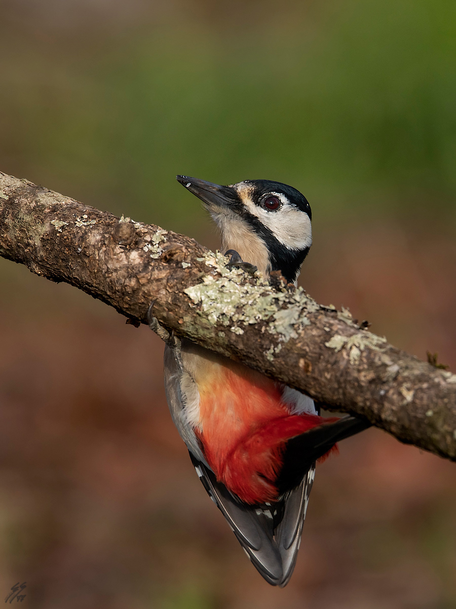 ..picchio rosso maggiore..