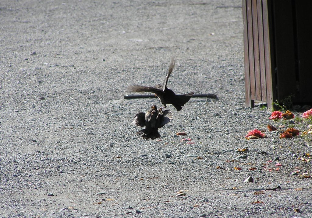 danza in volo per amore