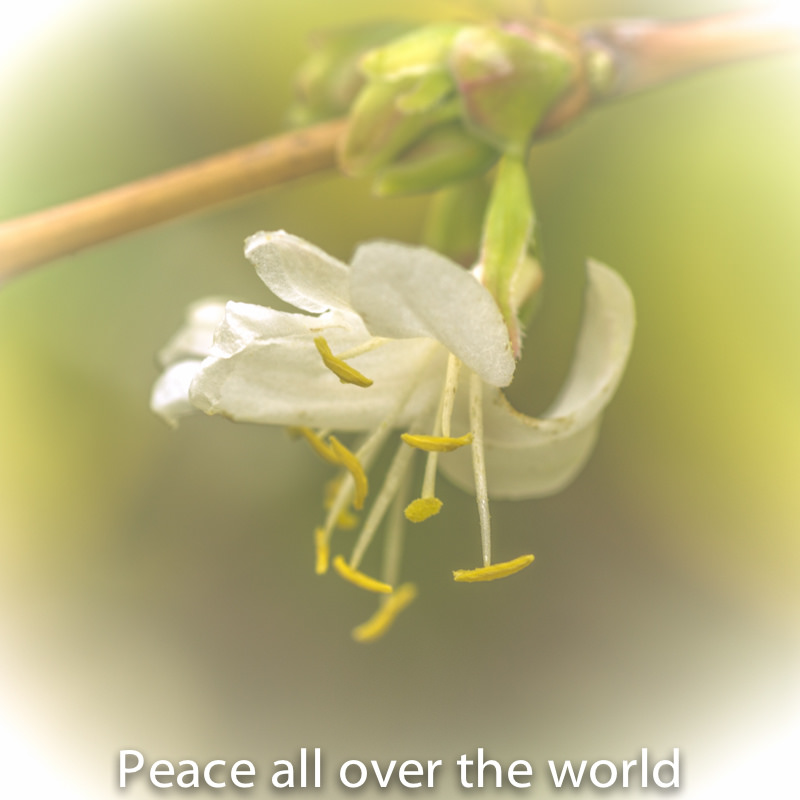 Lonicera Fragrantissima...