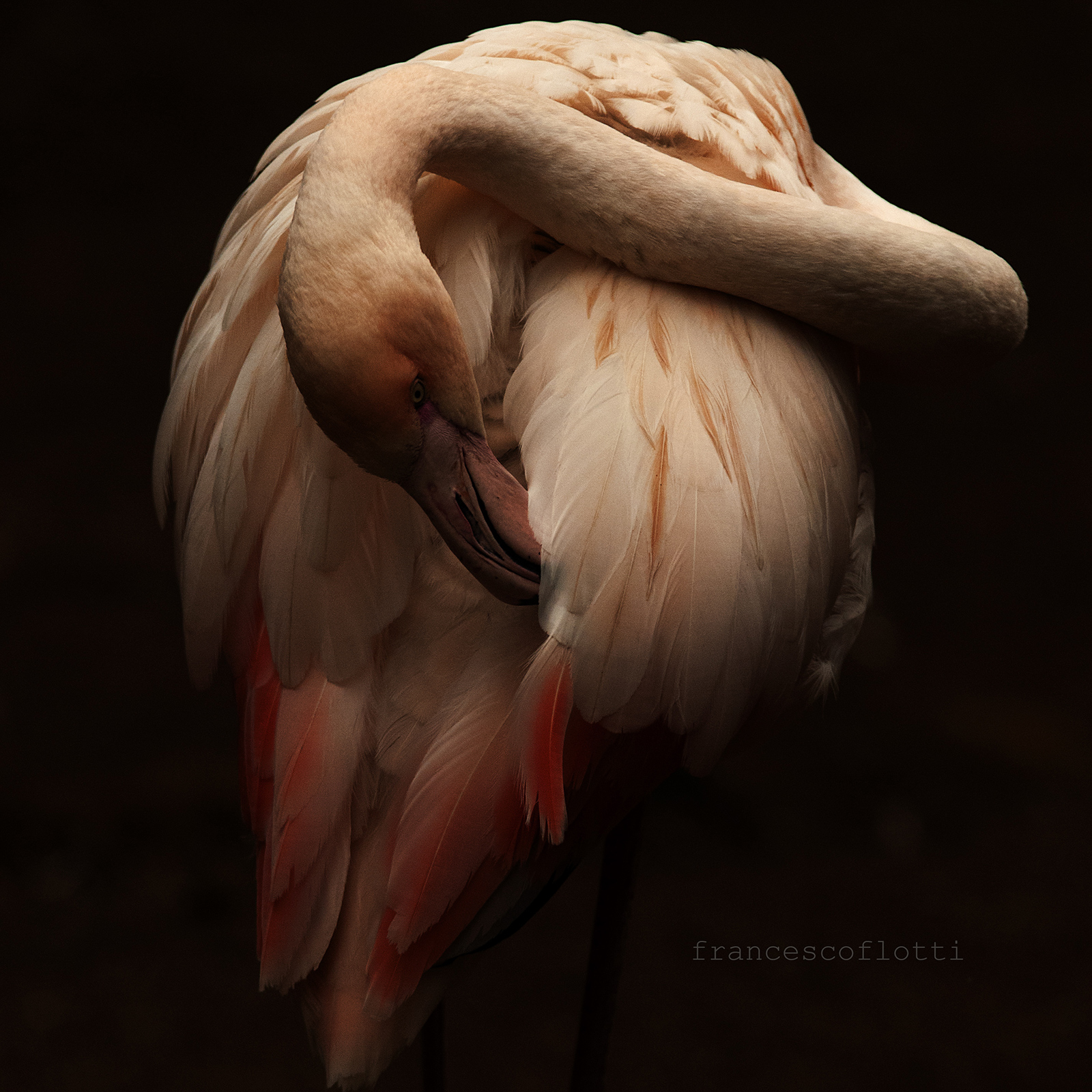 Fenicottero rosa