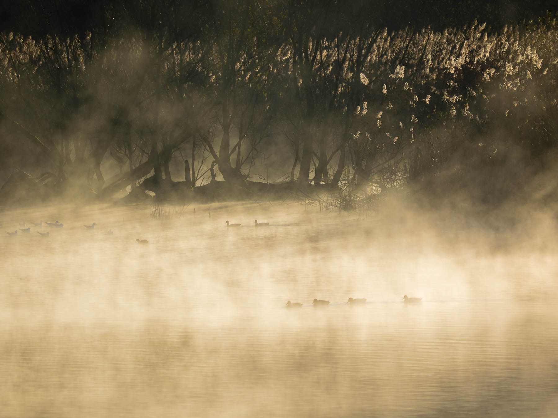 nebbiolina  all'alba