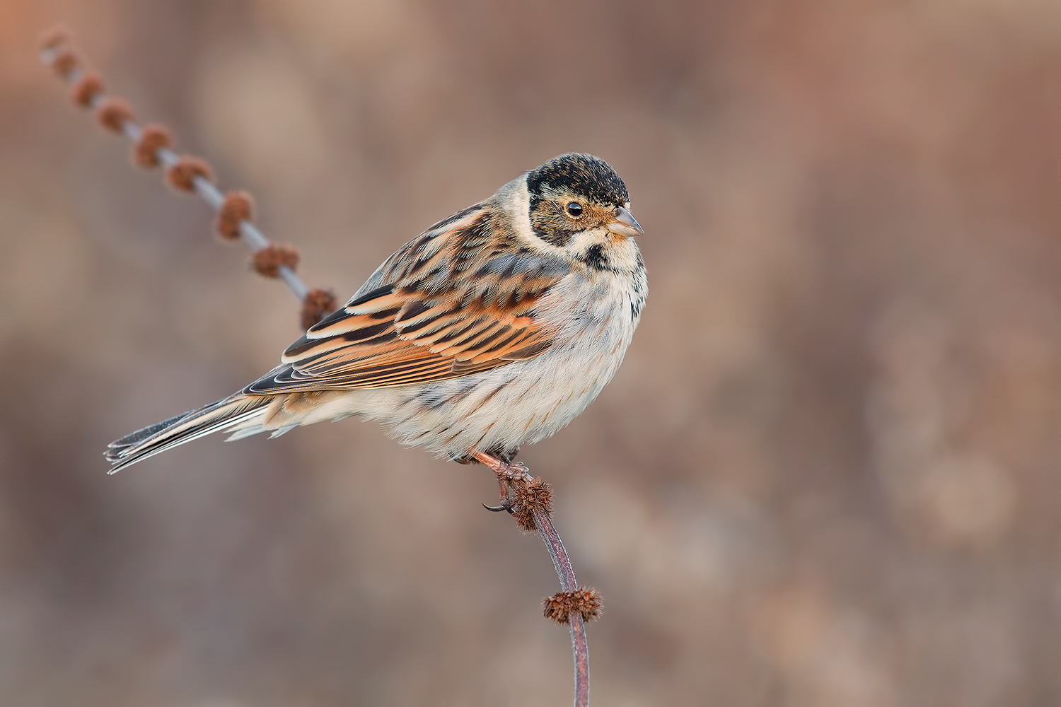 Un sogno chiamato realt� (Migliarino Maschio)