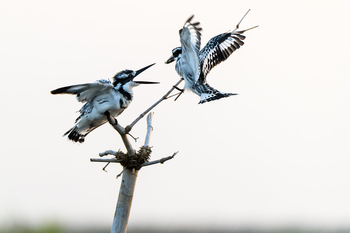 Martin pescatore a Ganvi� (Benin)