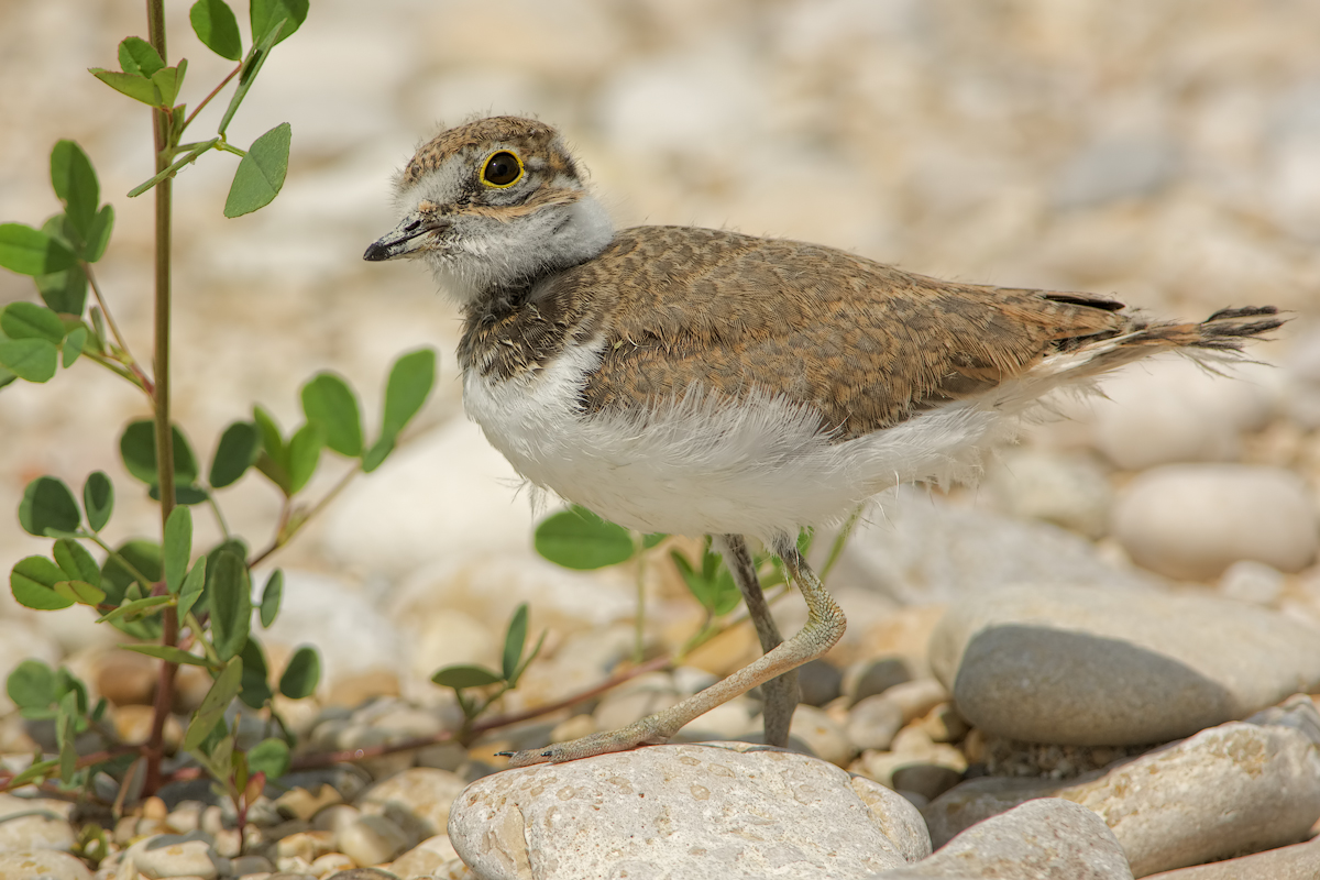Pullo di Corriere piccolo