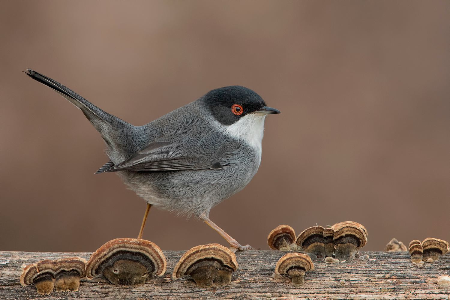 occhio..(cotto) a non prendere i funghi!!!!!