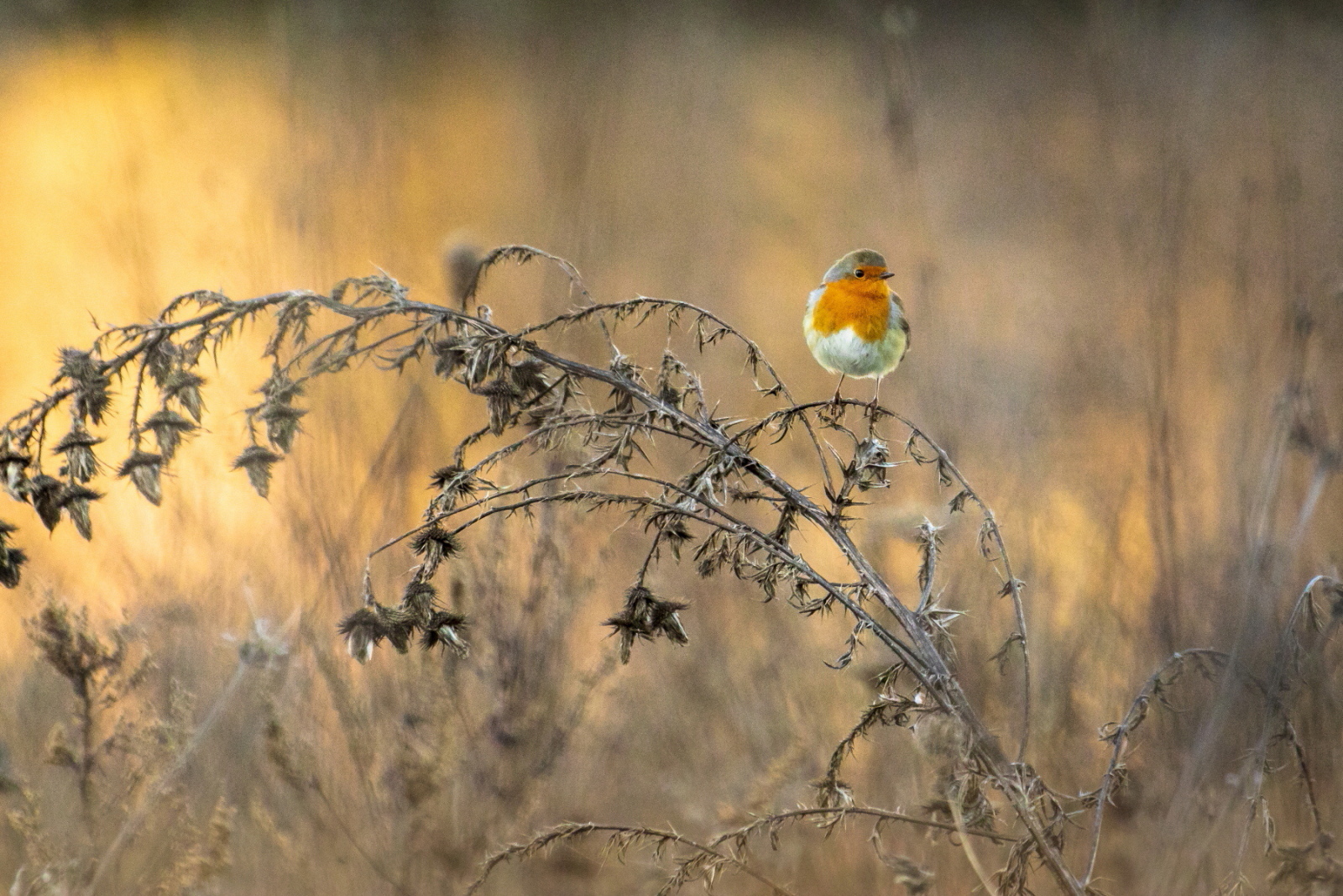 Pettirosso al tramonto