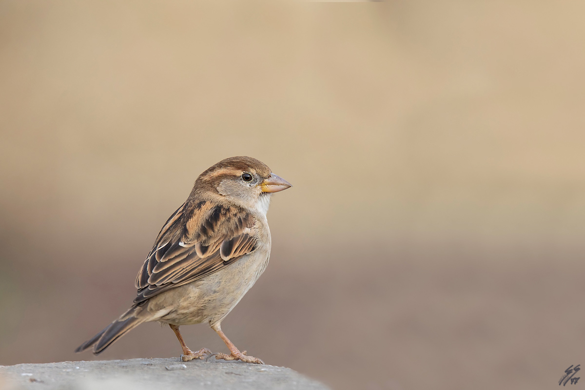 ..passera d'italia..