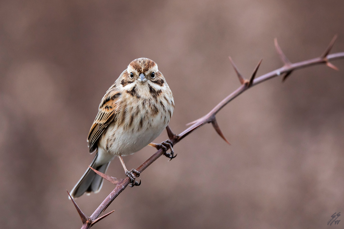 ..migliarino di palude..