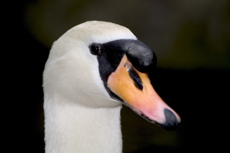 Cigno