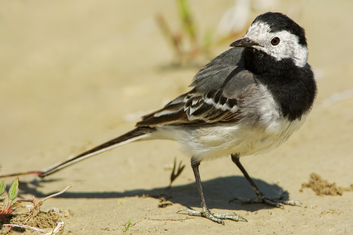 Ballerina bianca (Motacilla alba)