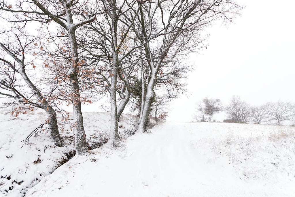 ricami di neve & vento