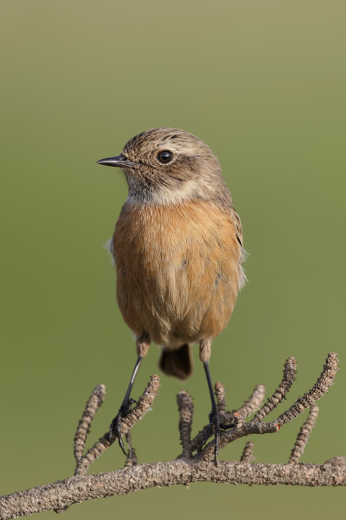 Femmina di saltimpalo