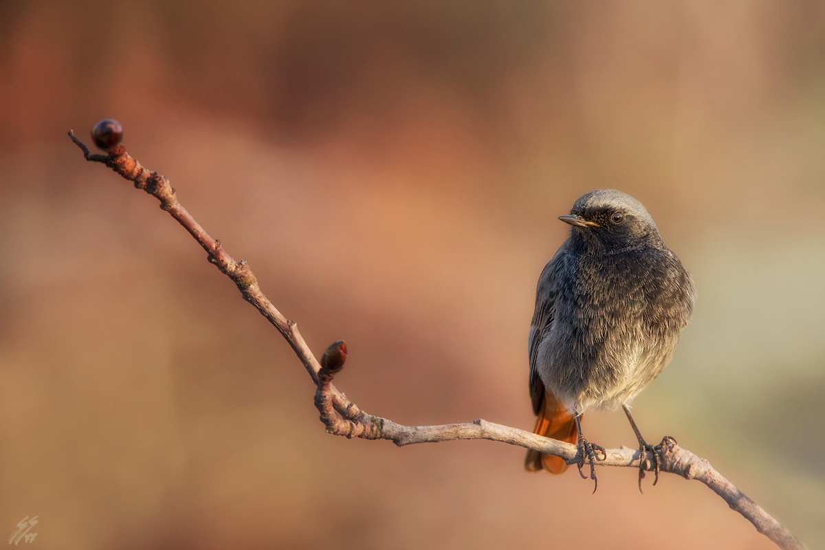 ..l'alba del codirosso..