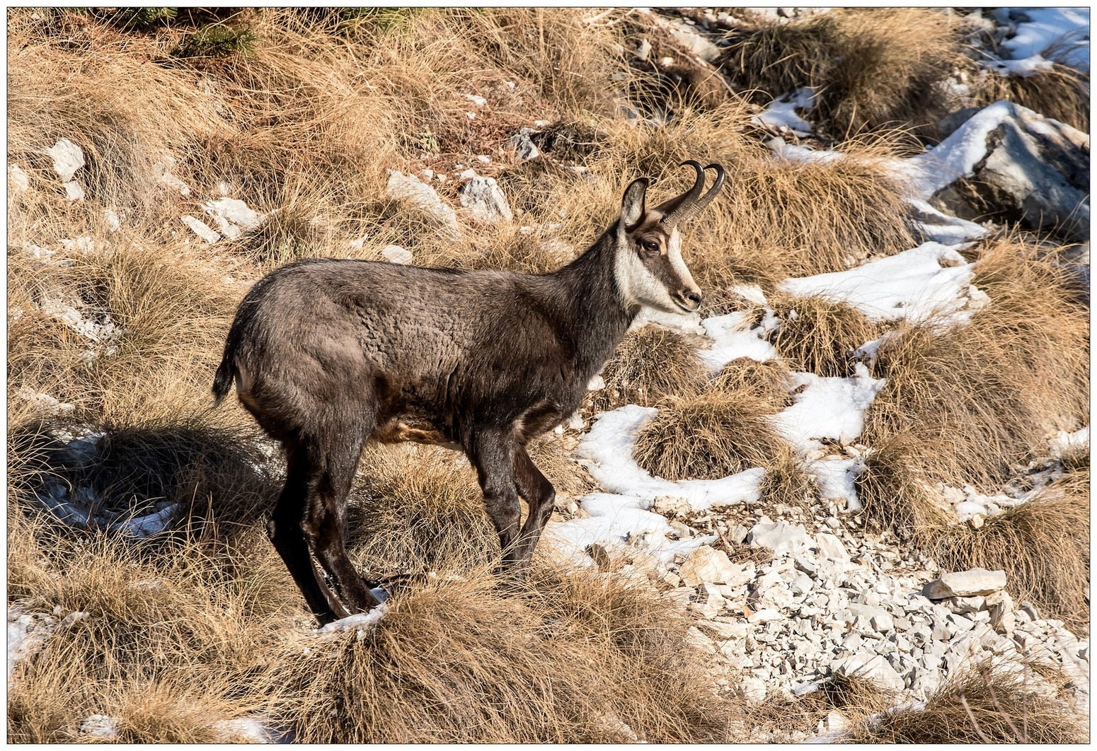 Camoscio sullo Zugna