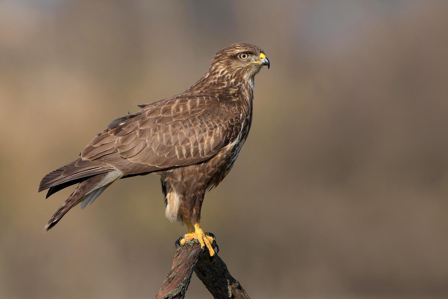 UNA SQUADRA VINCENTE.....