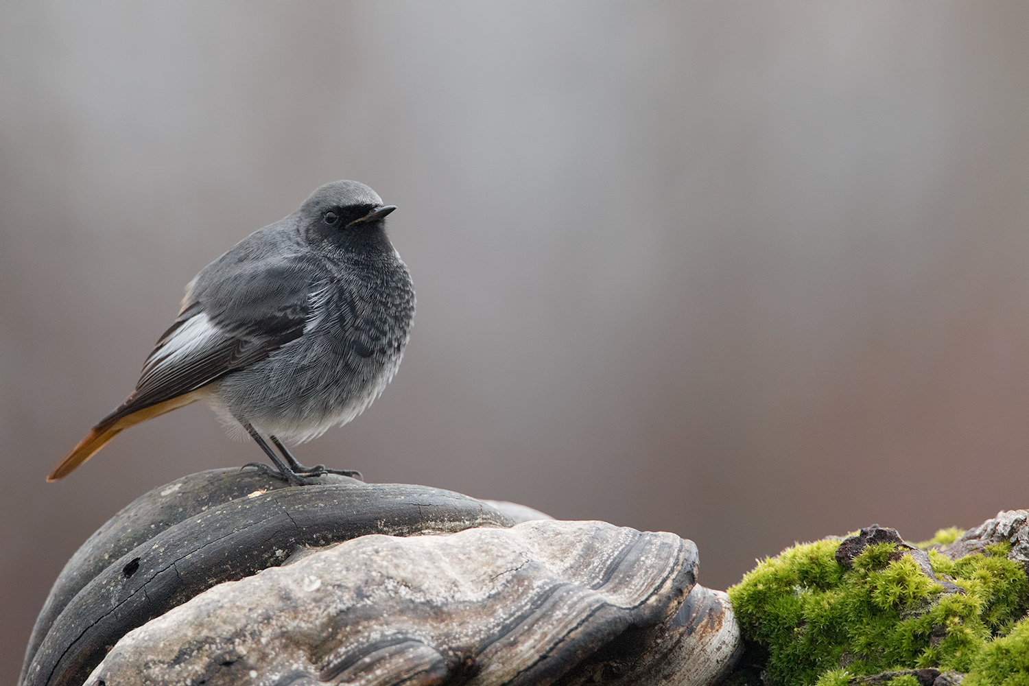 un po' di ambientazione per questo spazza...